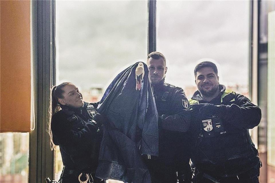 Polizisten haben in Berlin-Kreuzberg einen Schwan gerettet, der sich auf einen Balkon einer Wohnung in der 5. Etage verirrt hatte.Polizei Berlin/dpa