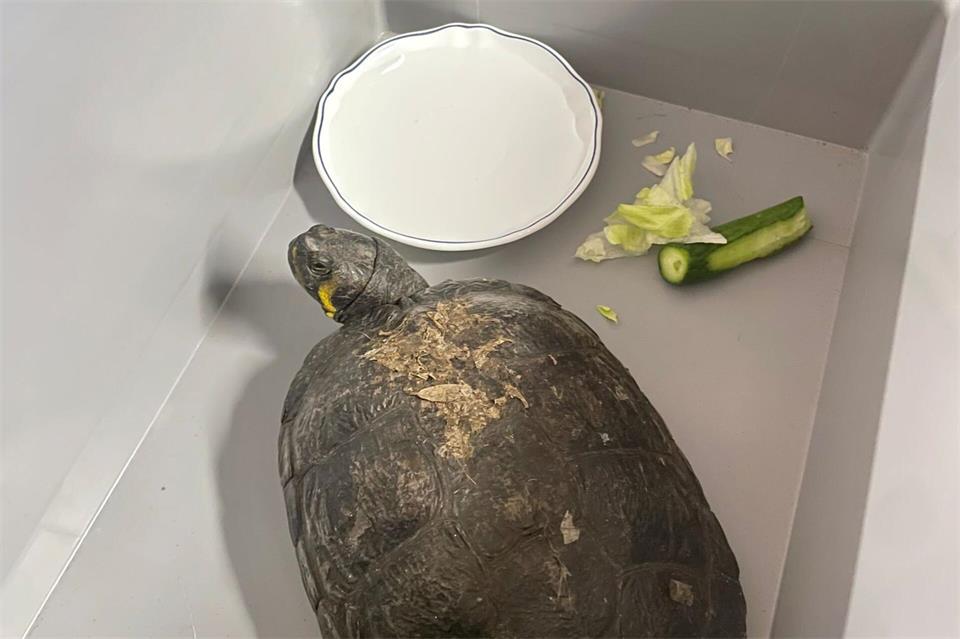 Polizisten haben über Nacht eine Fundschildkröte gehütet. -/Polizeidirektion Görlitz/dpa