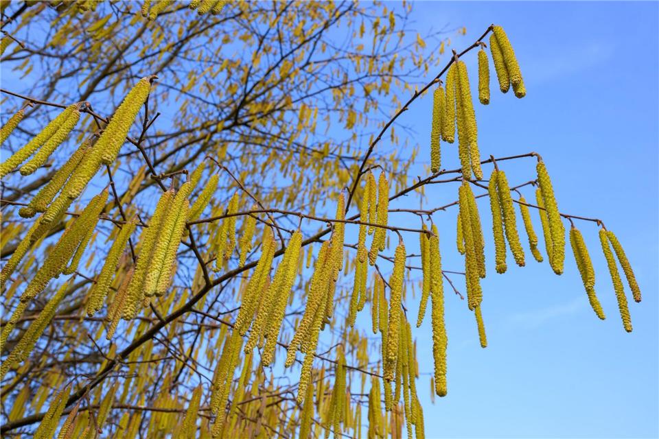 Pollen sind die häufigsten Auslöser allergischer Atemwegserkrankungen.Patrick Pleul/dpa