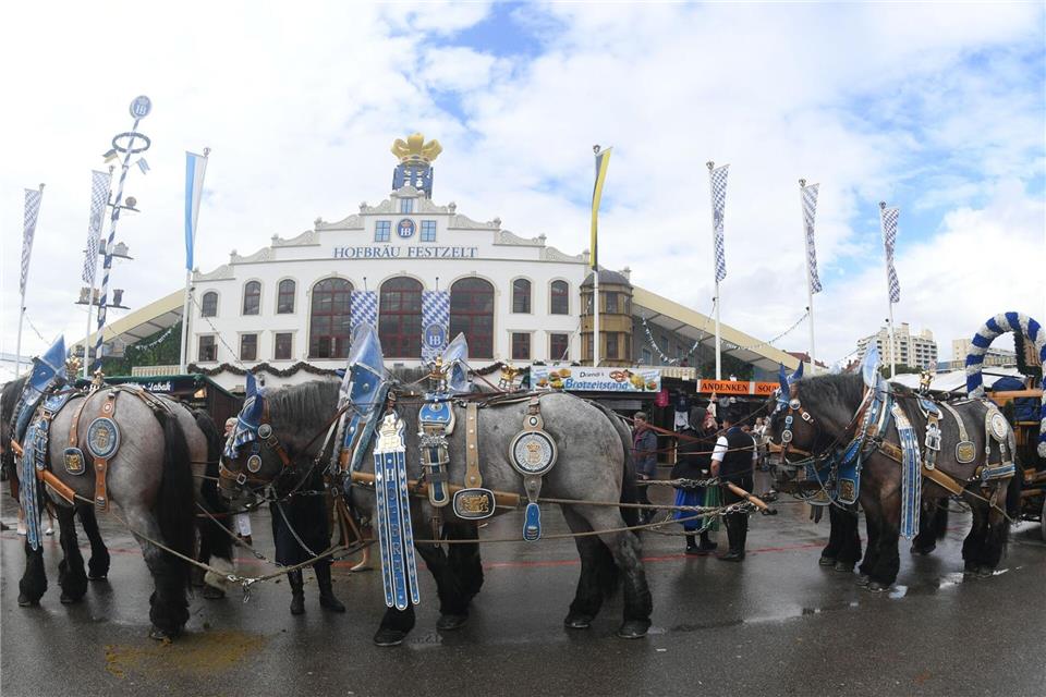 Pferde beim Wiesnumzug: Tradition oder Tierquälerei? Prächtig geschmückt ziehen die Pferde durch die Straßen und übers Festgelände. (Archivbild)Felix Hörhager/dpa