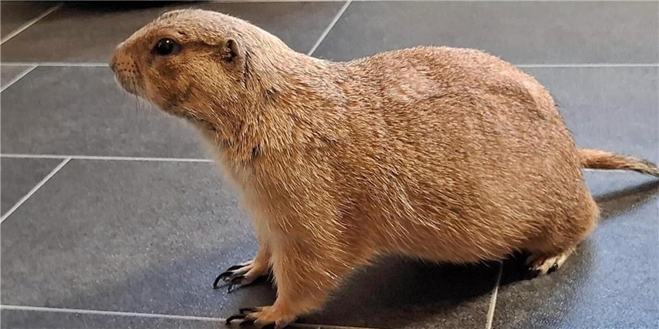 Präriehunde leben in der freien Wildbahn eigentlich in Kolonien. Für Präriehund Ellen wird das aber wohl nie möglich sein.