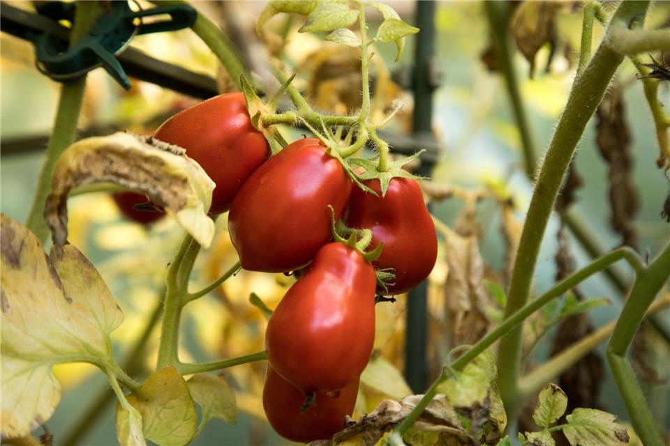 Prall und leuchtend rot - so müssen reife Tomaten aussehen.Christin Klose/dpa-tmn