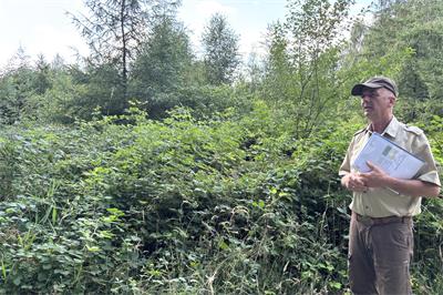 Bis zu 15.000 neue Bäume für Raesfelds und Borkens Wälder