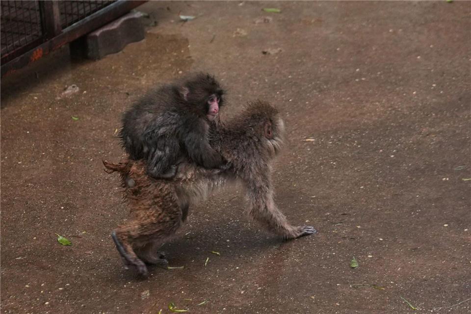 Punch, ein am 26. Juli 2025 geborener japanischer Makake, klettert auf den Rücken eines anderen Affen auf dem Affen-Spielplatz des Ichikawa-Zoos in Tokios östlicher Nachbarstadt.Hiro Komae/AP/dpa