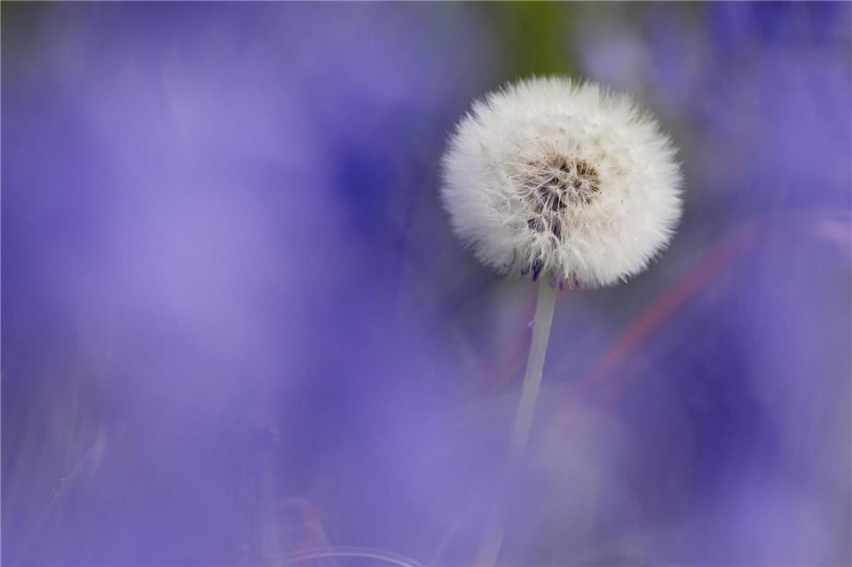 Pusteblume zwischen blauen HasenglöckchenRolf Vennenbernd/dpa