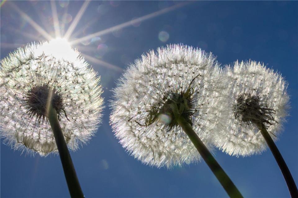Pusteblumen in der SonneFrank Hammerschmidt/dpa