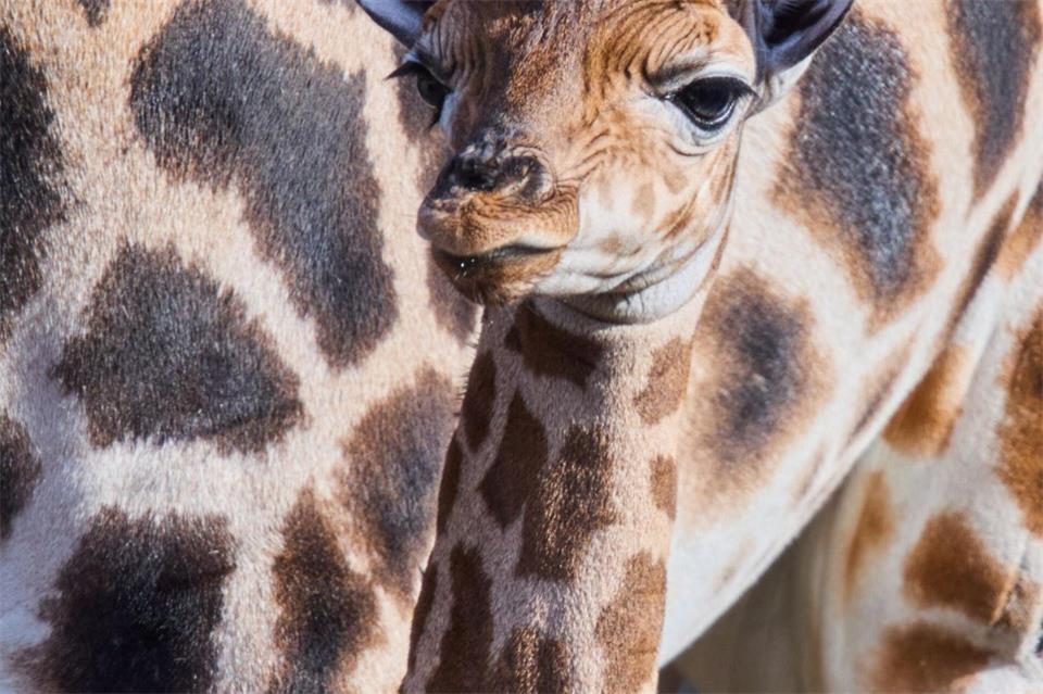 Putzmunter steht das Giraffenbaby neben seiner Mutter.Jens Büttner/dpa