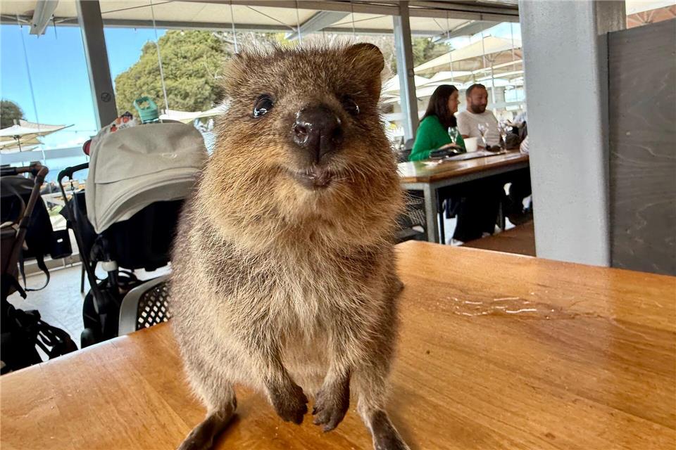 Quokkas gelten wegen ihres „Lächelns“ als die glücklichsten Tiere der Welt.Carola Frentzen/dpa