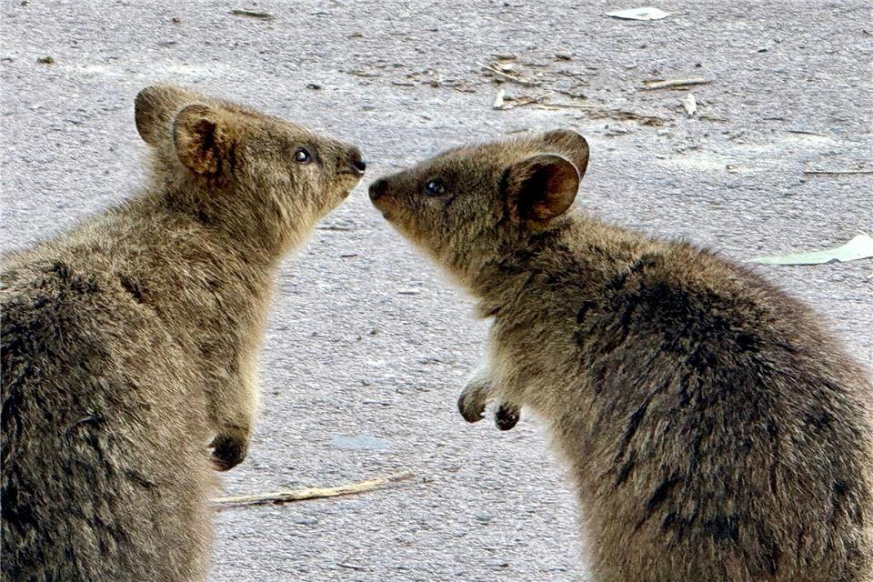 Quokkas sind gesellige Tiere und leben oft in Familiengruppen.Carola Frentzen/dpa