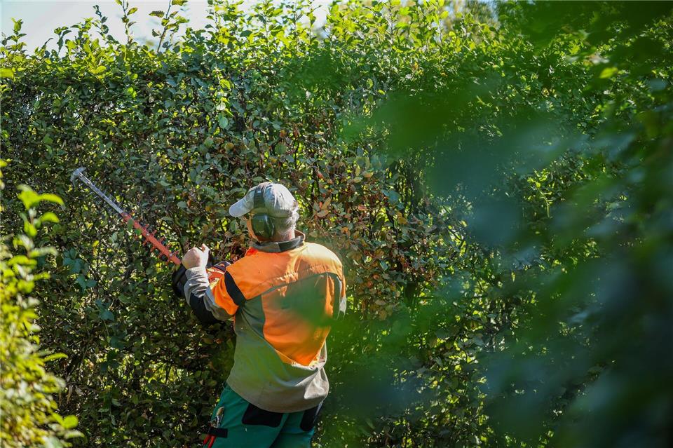 Radikale Heckenschnitte sind verboten. (Archivbild)Jan Woitas/dpa