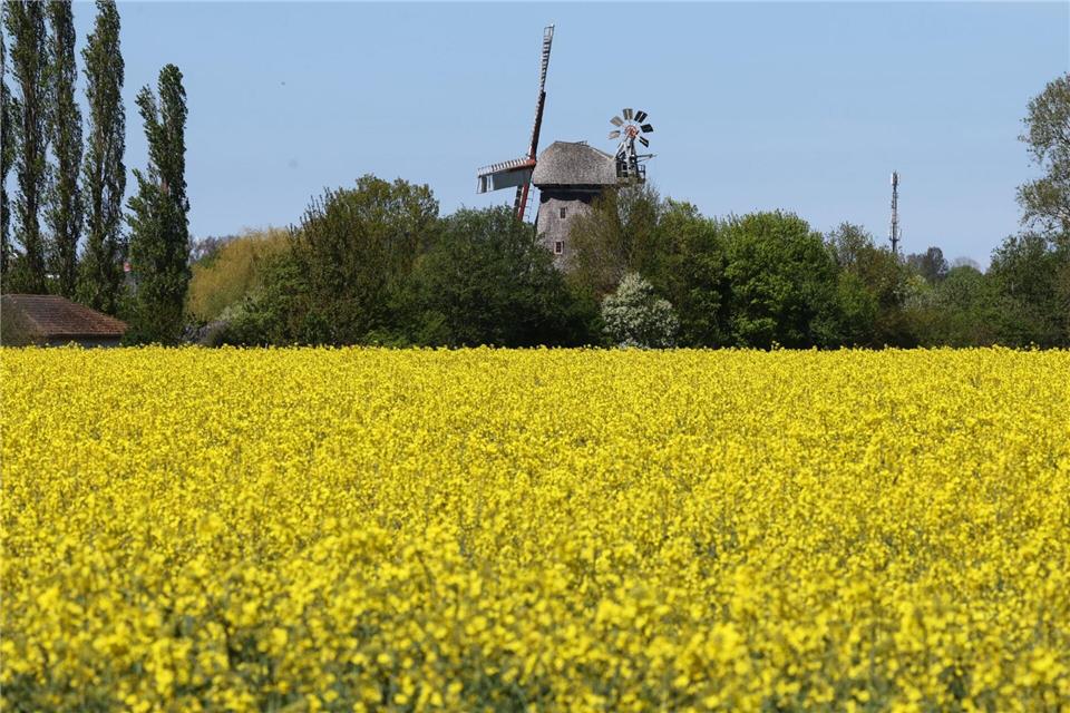 Raps blüht vor einer Windmühle in Mecklenburg-Vorpommern.Bernd Wüstneck/dpa