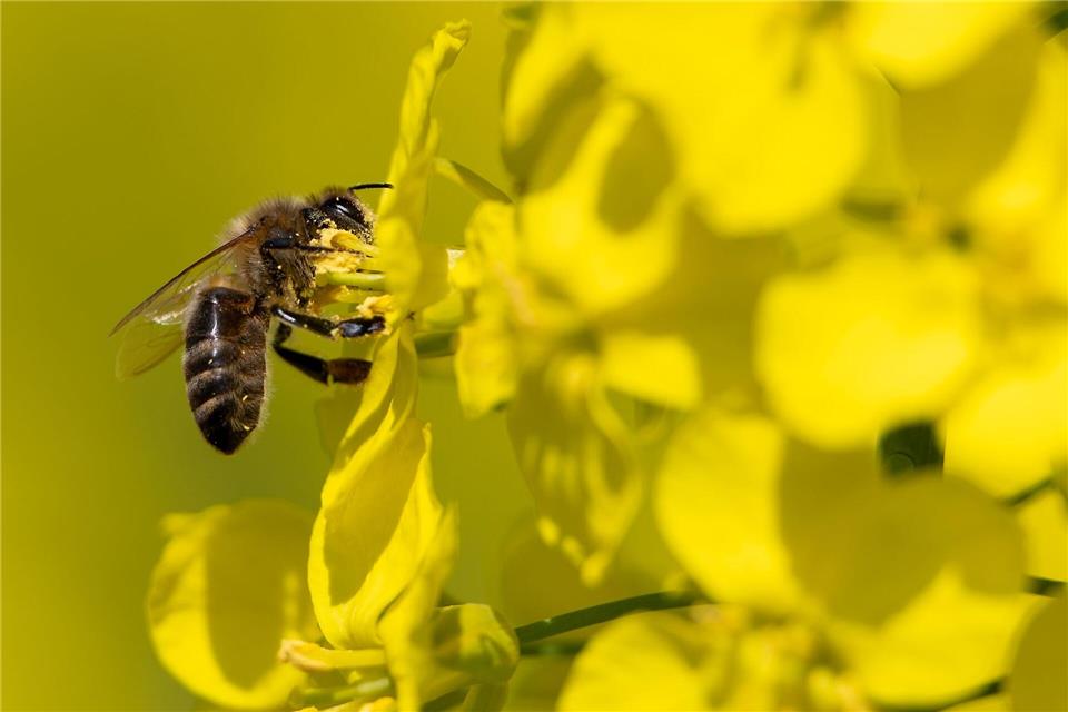 Raps gilt auch als wichtige Nektar- und Pollenquelle für Bienen.Florian Wiegand/dpa