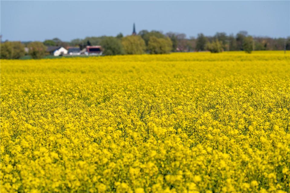 Raps leuchtet nicht nur frühlingshaft gelb. Laut Bauernverband in MV ist er für viele Betriebe ein wirtschaftliches Rückgrat.Stefan Sauer/dpa