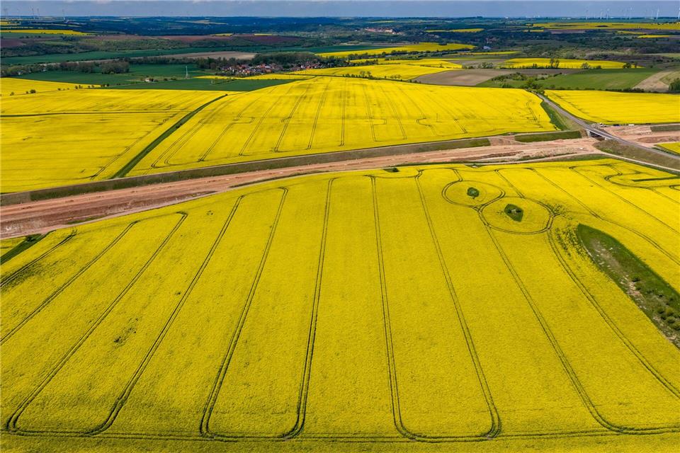 Raps- und Getreidefelder in Sachsen-Anhalt: Die Landwirte im Land haben ihre Anbauflächen für einige Kulturen 2026 ausgeweitet. (Symbolbild) Jan Woitas/dpa