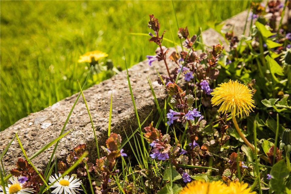 Rasen oder Wiese? Ein Kräuterrasen ist ein guter Kompromiss und zudem pflegeleicht.picture alliance / dpa-tmn