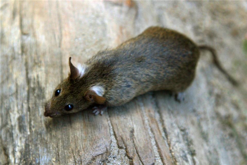 Kommunen setzen auf Köder und Aufklärung gegen Ratten Ratten bleiben für viele Städte ein Problem. Doch mit gezielten Maßnahmen und mehr Bürgerbeteiligung gelingt es, die Populationen stabil zu halten. (Symbolbild)Arno Burgi/dpa-Zentralbild/dpa