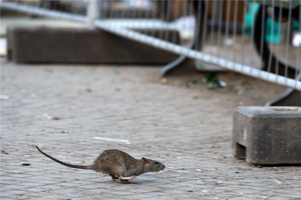 Ratten können Krankheiten übertragen und gelten als Schädlinge. (Symbolbild)Bernd von Jutrczenka/dpa