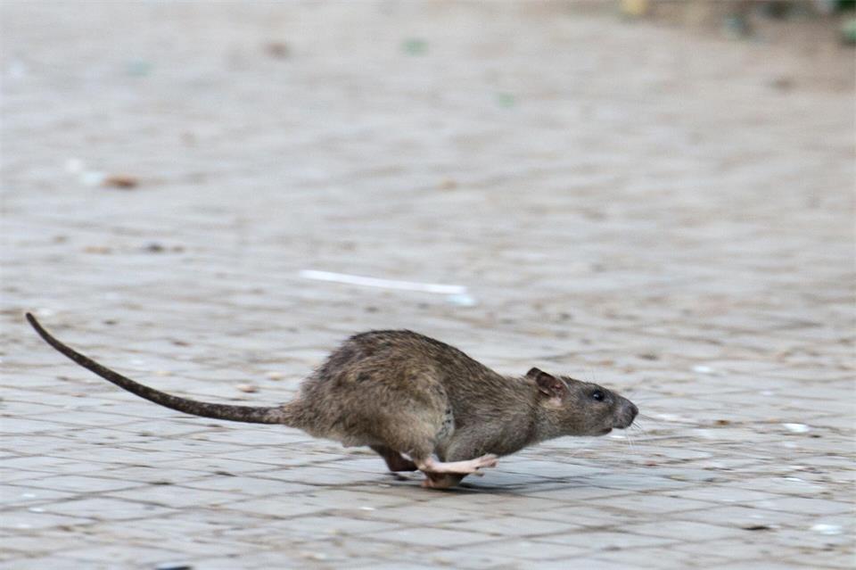 Ratten werden häufiger tagsüber im Stadtbild gesichtet, erklärt ein Schädlingsbekämpfer aus Isselburg.