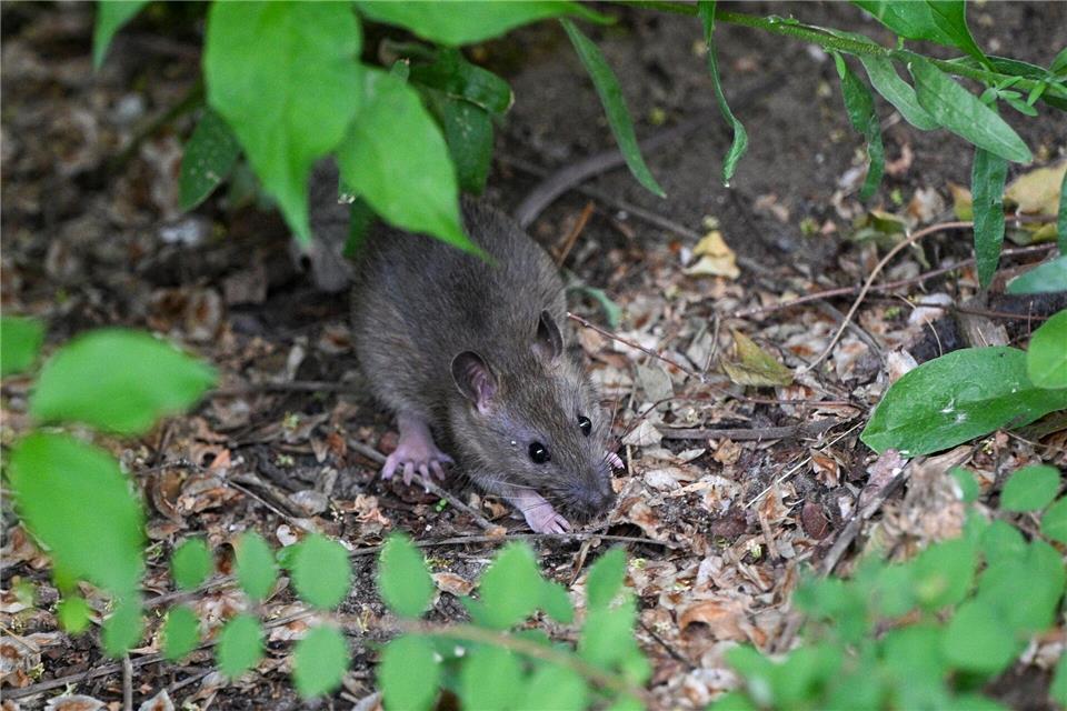 Rattenproblem? Wie man Ratten gar nicht erst anlockt – und was im Ernstfall hilft.picture alliance/dpa