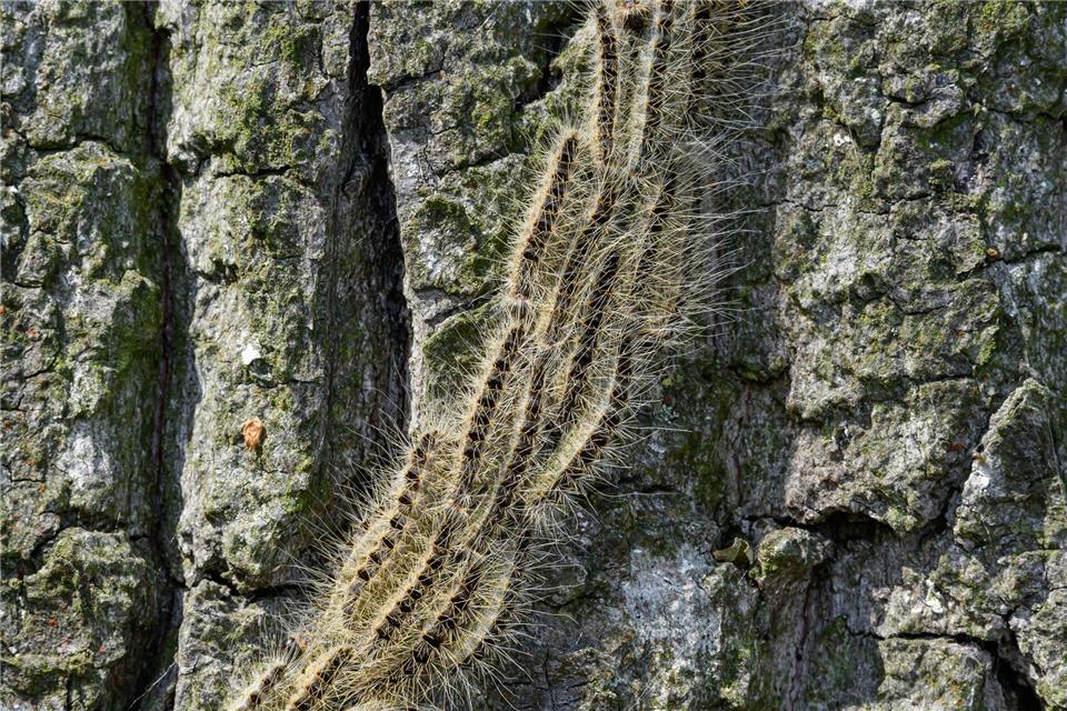 Raupen des Eichenprozessionsspinners drängen sich dicht an dicht auf der Baumrinde einer Eiche. (Archivbild)Patrick Pleul/dpa