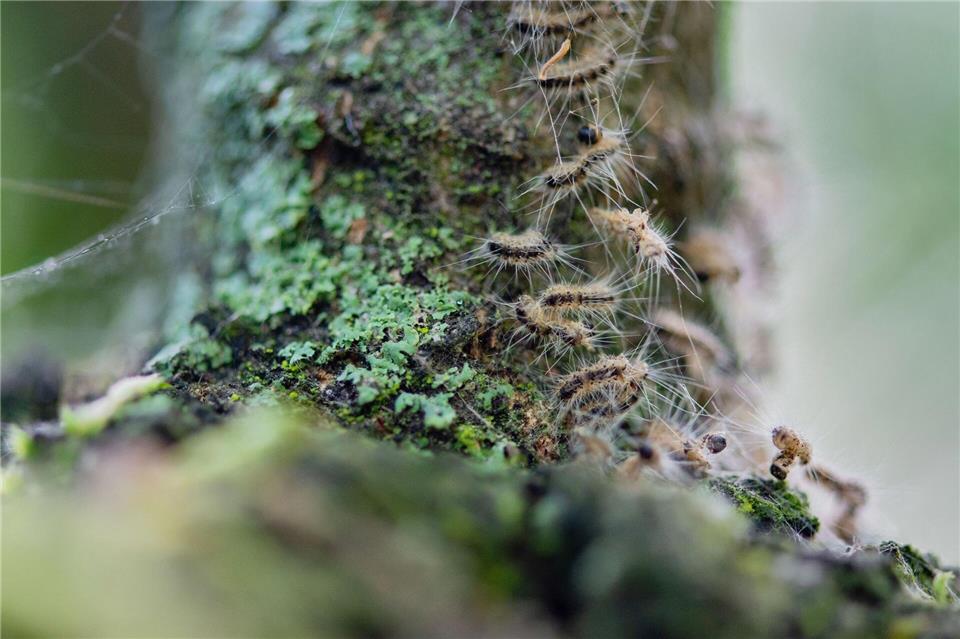 Raupen des Eichenprozessionsspinners in ihrem Nest auf einem Baum. (Archivbild)Lisa Ducret/dpa