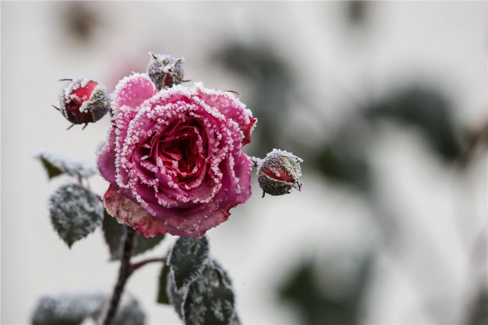 Raureif-Zauber: Rosen leuchten im kalten MorgenThomas Warnack/dpa