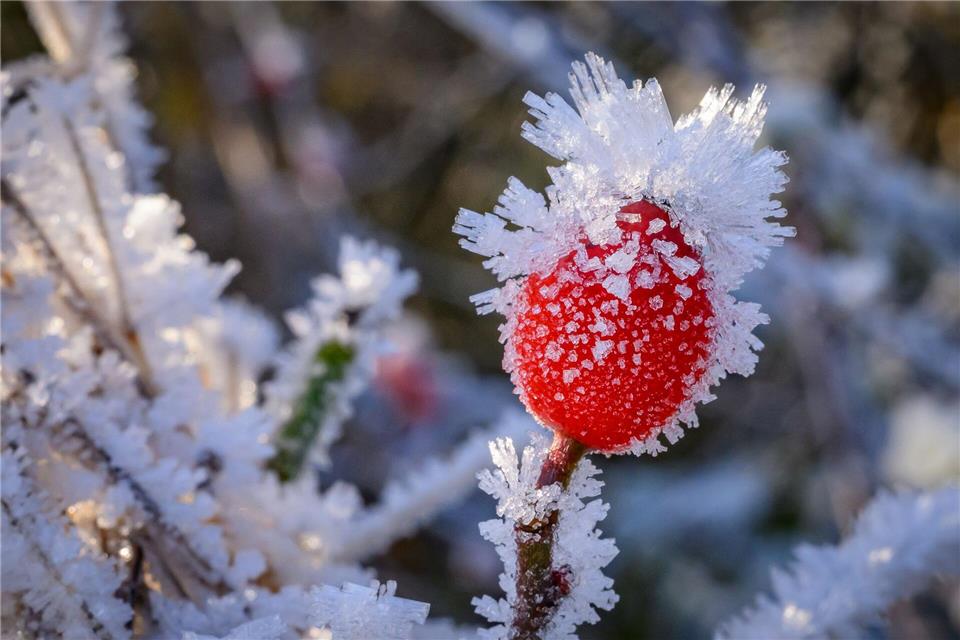 Raureif bedeckt eine Hagebutte in Brandenburg.Patrick Pleul/dpa