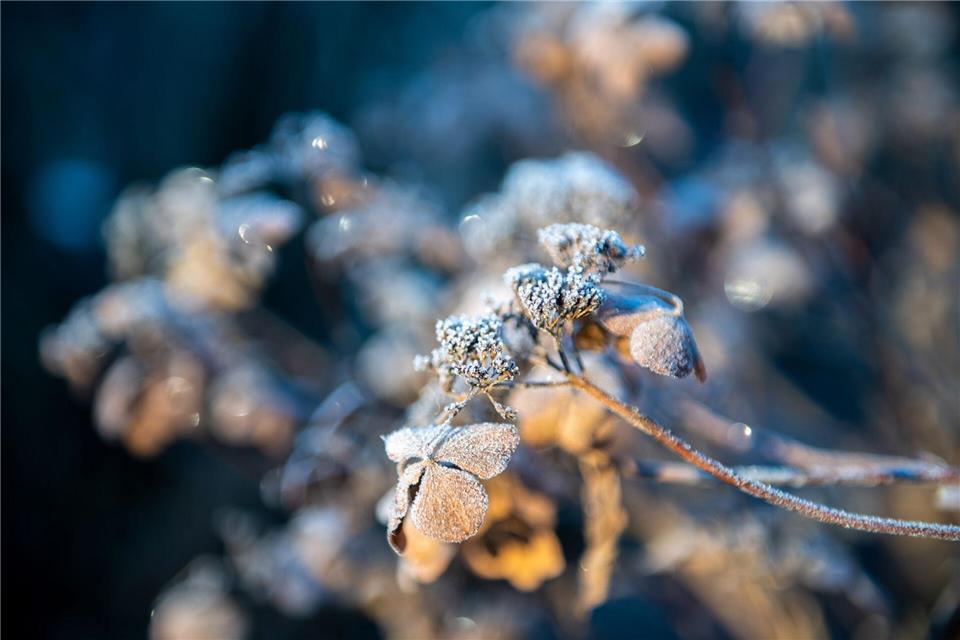 Raureif im Garten: Nützlinge suchen in den kalten Monaten Schutz in natürlichen Winterquartieren.picture alliance / dpa-tmn