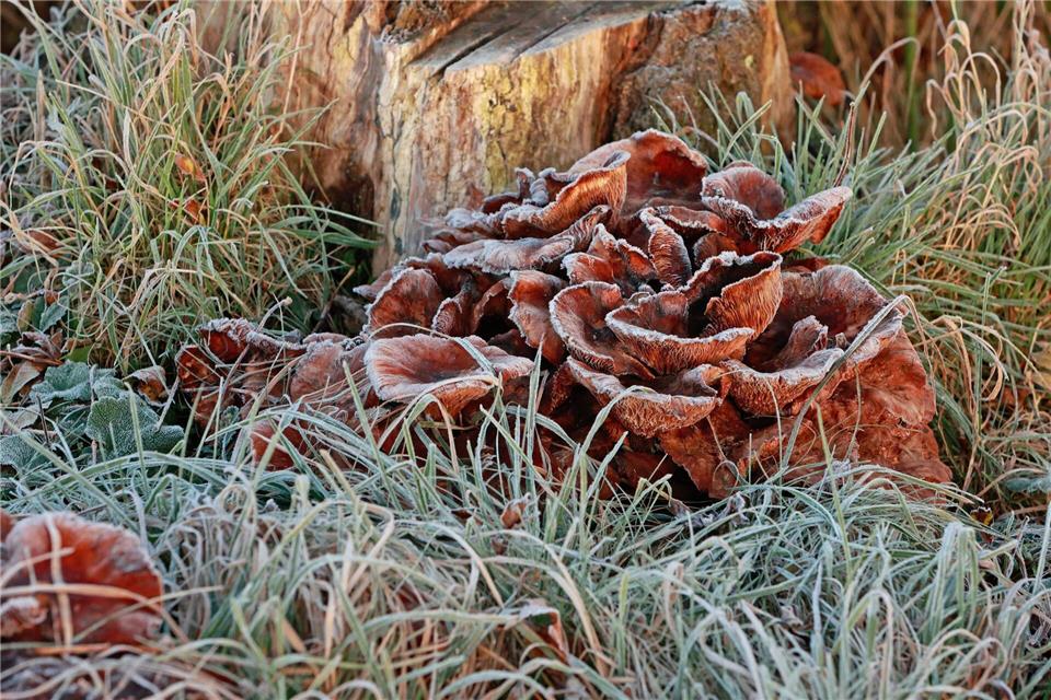 Regen und Glätte dominieren die Mitte der Woche, bevor es etwas freundlicher wird. (Archivfoto) Matthias Bein/dpa