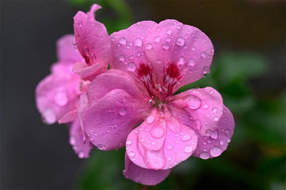 Regentropfen auf der Blüte einer Pelargonie. Die nächste Woche bringt wechselhaftes Wetter.Roberto Pfeil/dpa