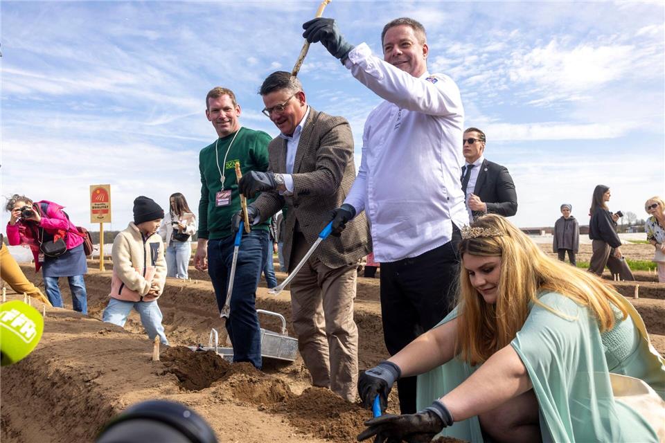 Regierungschef Rhein sticht ersten Spargel.Helmut Fricke/dpa