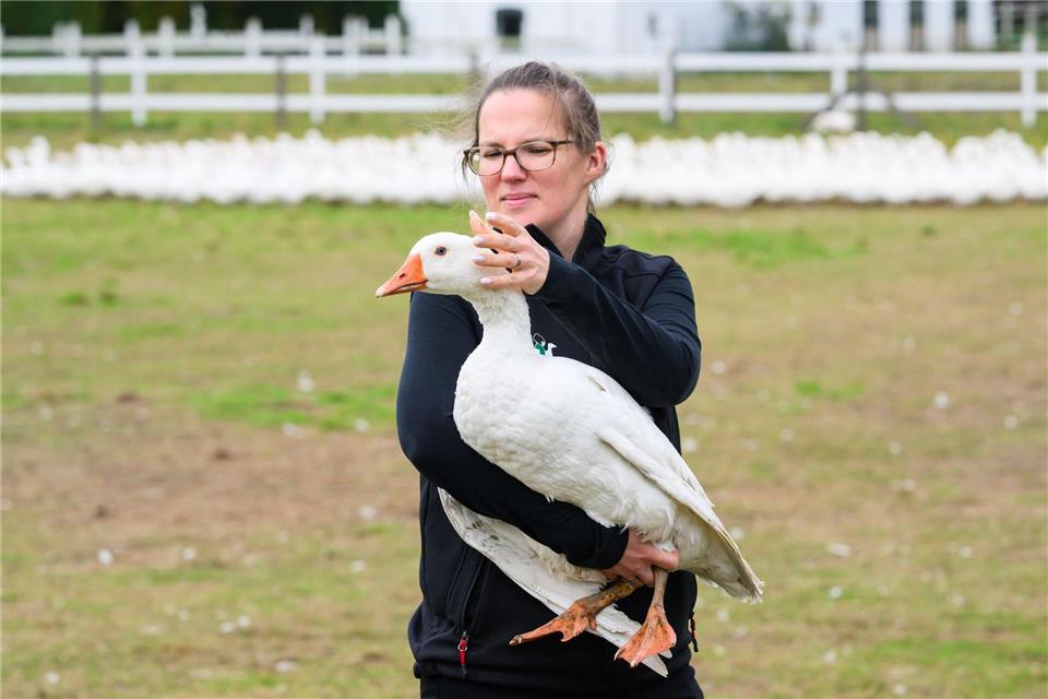 Gänsepreise in Sachsen bleiben stabil – Importware dominiert Regina Gebhardt, Mitarbeiterin der Gänsezucht Eskildsen hält eine Zuchtgans im Arm. Robert Michael/dpa
