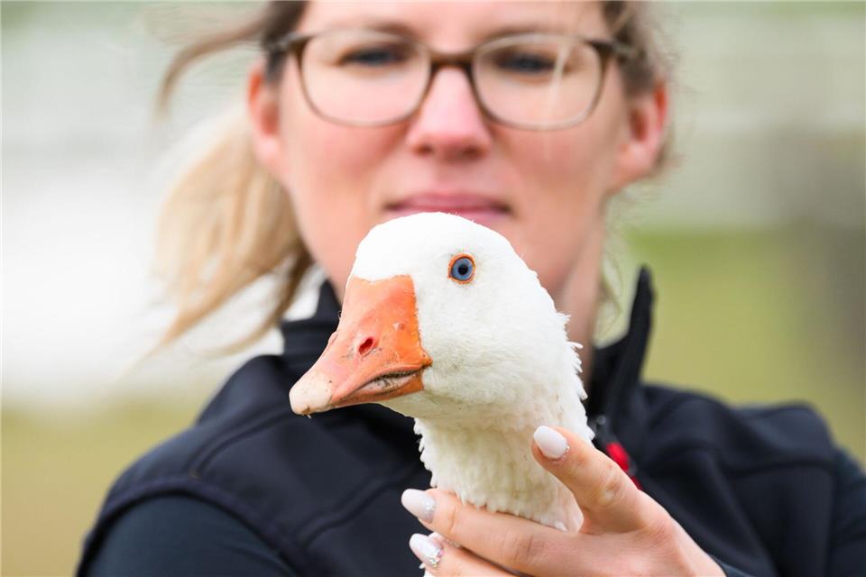 Regina Gebhardt von der Gänsezucht Eskildsen hält eine Zuchtgans im Arm. Robert Michael/dpa