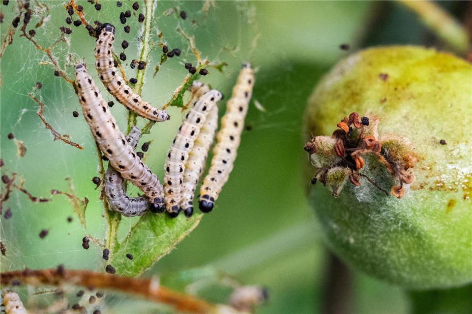 Region Hannover: Apfel-Gespinstmotten fressen an Apfelbaum in ObstgartenJulian Stratenschulte/dpa