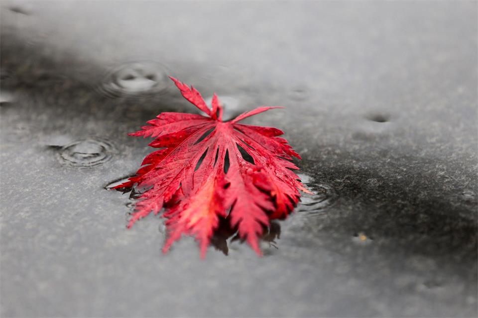 Regnerisches Herbstwetter im Norden. (Symbolbild)Thomas Warnack/dpa