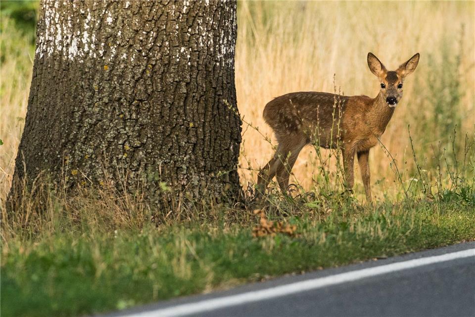 Reh voraus: Rund um Waldgebiete, Wiesen und Felder ist besondere Wachsamkeit und Bremsbereitschaft gefragt.picture alliance/dpa