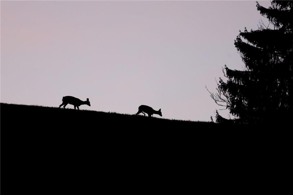 Rehe in der Dämmerung (Symbolbild)Karl-Josef Hildenbrand/dpa