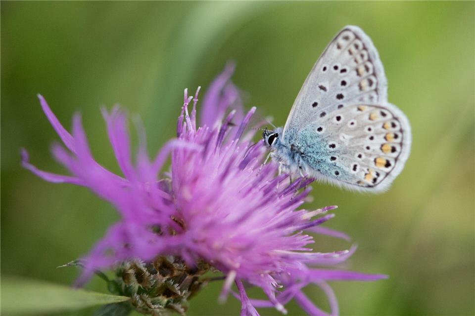 Reich gedeckt: Welche Stauden machen den Garten zum Schmetterlingsparadies?Monika Skolimowska/dpa/dpa-tmn
