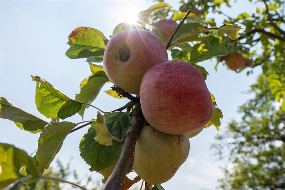 Reife Äpfel laden zum Zugreifen und Genießen ein. Lea Winkler/dpa