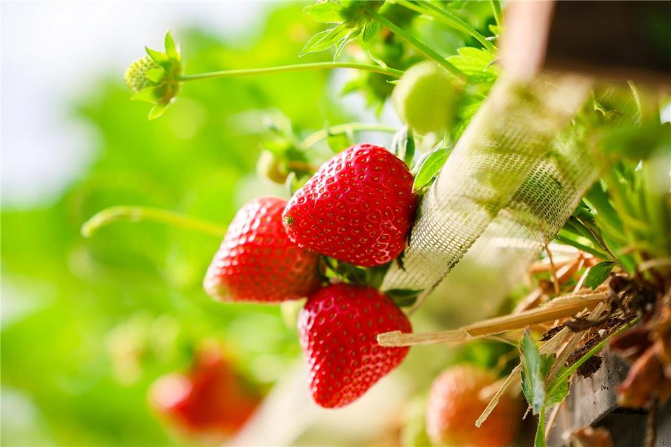 Reife rote Erdbeeren wachsen an Erdbeerpflanzen in einem Foliengewächshaus.Christoph Reichwein/dpa