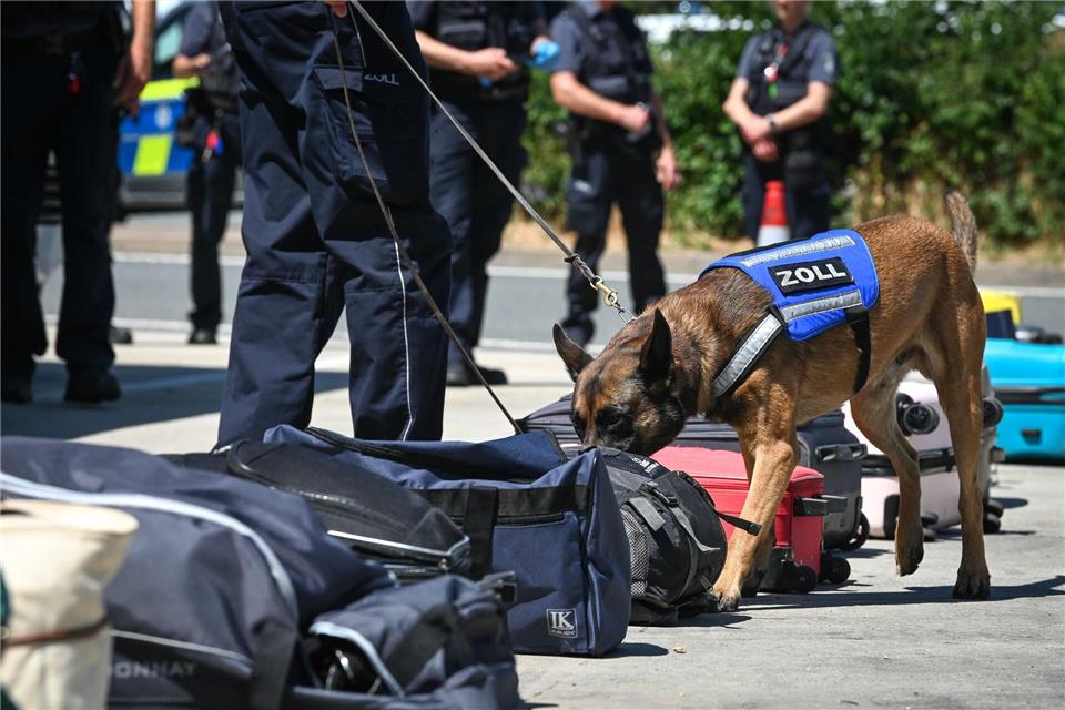 Reihenweise untersucht Riki mit seiner feinen Nase Gepäckstücke aus einem ausländischen Reisebus.Heiko Rebsch/dpa