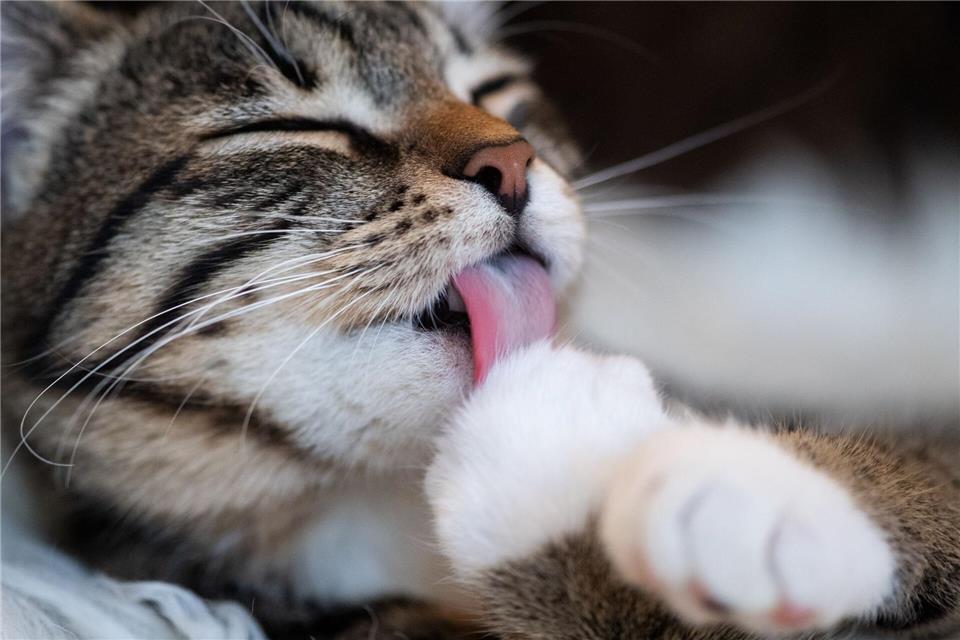 Reinliche Tiere: Um die Fellpflege kümmern sich Katzen in der Regel selbst.picture alliance / dpa Themendienst