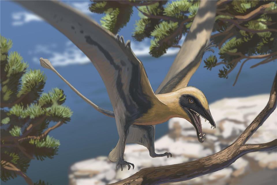 Rekonstruktion des Flugsauriers EudimorphodonJoschua Kn�ppe/Dinosaurierpark T