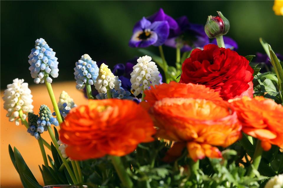 Reserven in der Zwiebel: Zwiebelblüher wie Traubenhyazinthen können fast nicht vertrocknen.picture alliance/dpa