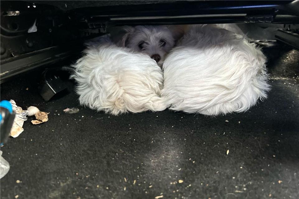 Rettung an der Grenze: Die sichergestellten Malteser-Welpen wurden nach der Kontrolle in die Obhut eines Tierheims übergeben.Grenzpolizeiinspektion Selb/dpa