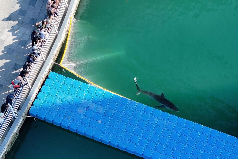 Rettungsaktion für Hai in Busan-/yonhap/dpa
