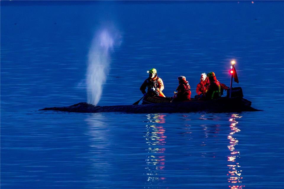 Rettungskräfte versuchen am Abend einen an der Ostseeküste am Timmendorfer Strand gestrandeten Wal wieder in tiefes Wasser zubringen.Jens Büttner/dpa