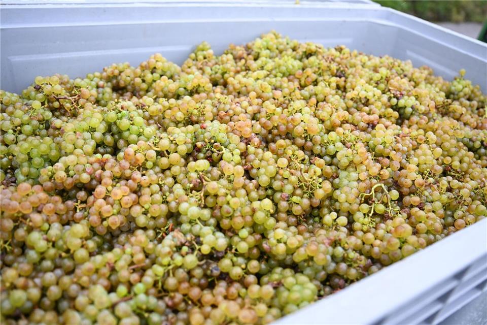 Rheingauer Rieslingtrauben, frisch gelesen, schimmern in verschiedenen Farbtönen. Arne Dedert/dpa