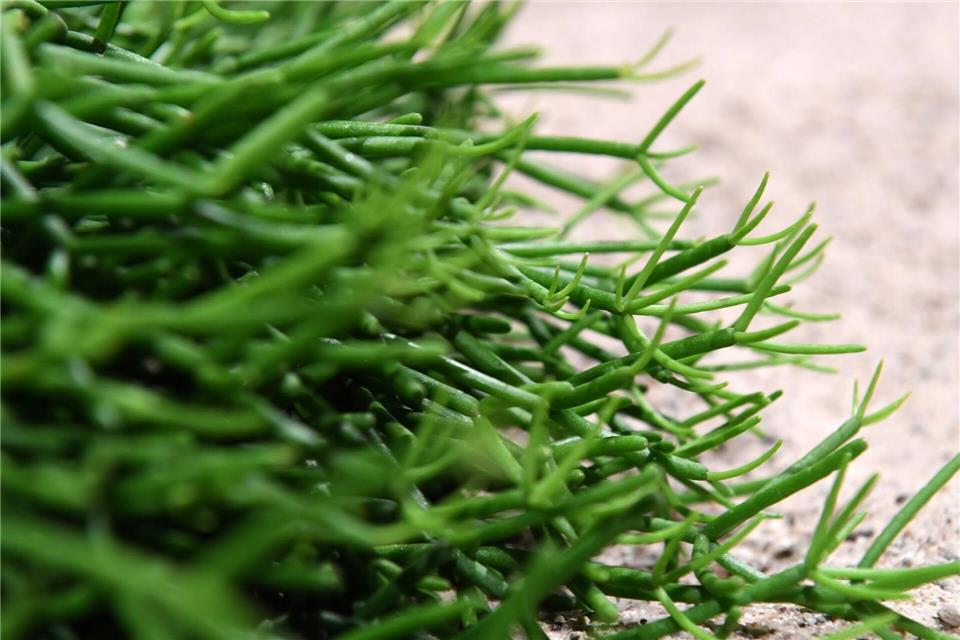 Rhipsalis-Kakteen haben keine Stacheln und bevorzugen warme Standorte.Andrea Warnecke/dpa-tmn