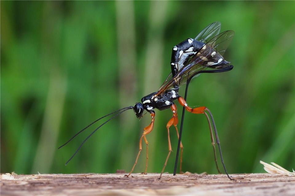 Rhyssa persuasoria erkennt die von Holzwespen befallenen Bäume am Geruch.Frank Vassen/Senckenberg Gesellschaft für Naturforschung/dpa